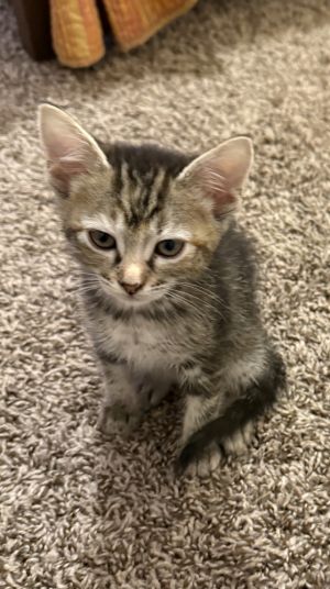 Tabitha, Baby Female unknown
