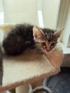Tabitha photo 2