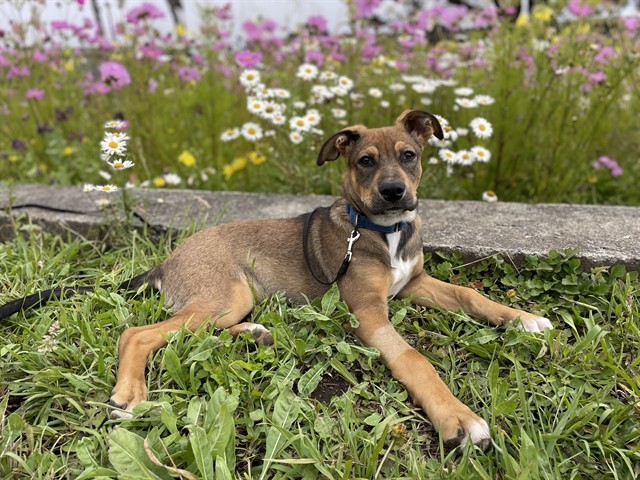 OTTER, an adoptable Pit Bull Terrier, Mixed Breed in McKinleyville, CA, 95519 | Photo Image 1