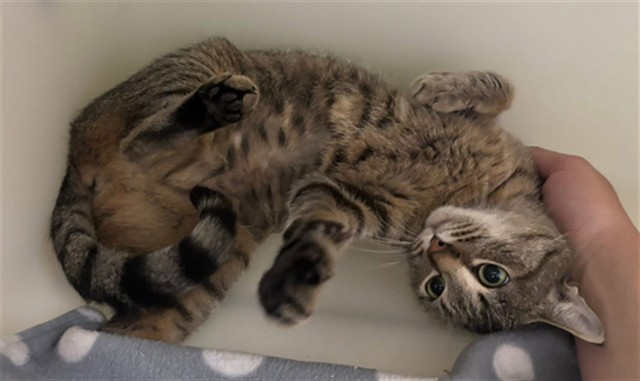 CANARY, an adoptable Domestic Short Hair in McKinleyville, CA, 95519 | Photo Image 1