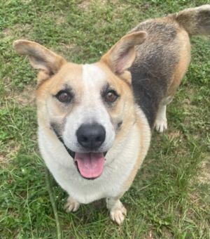 Four-year-old Hanson is a handsome boy with the body of a shepherd mix and the legs of a corgi His