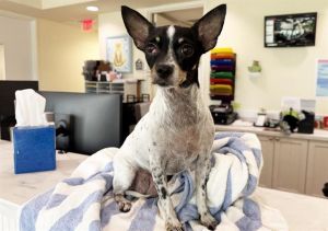 STRAY NOT AVAILABLE, Adult Female unknown