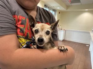 STRAY NOT AVAILABLE, Adult Female unknown
