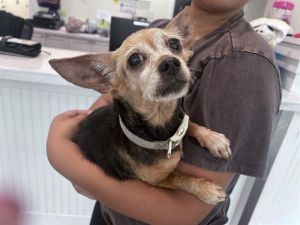 STRAY NOT AVAILABLE, Adult Female unknown