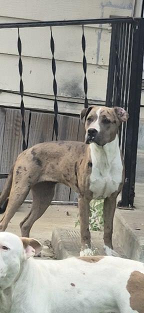 SHAYLA, Adult Female unknown