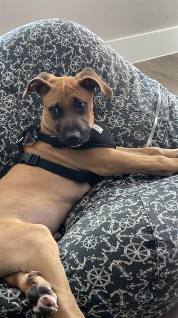 SNOOP