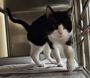 OREO, Young Male unknown