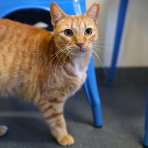 BABY, Adult Female unknown