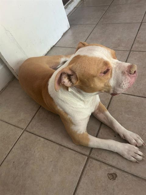 REX