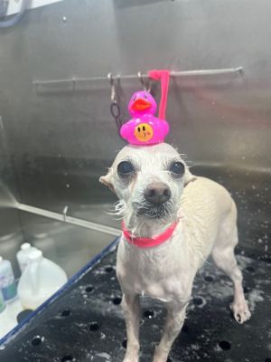 PINKY, Senior Female unknown
