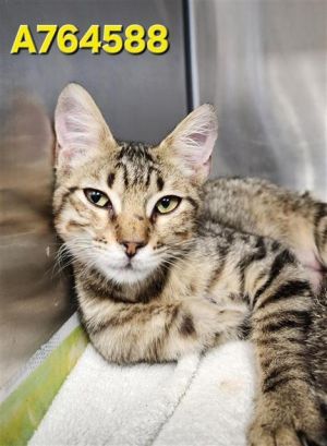 TIGGER, Baby Male unknown