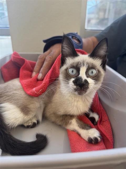 CHIQUITA