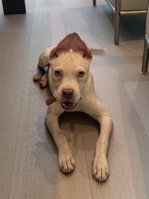 PENNY