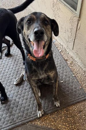 ODIN, Adult Male unknown