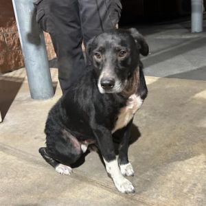 TITAN, Senior Male unknown