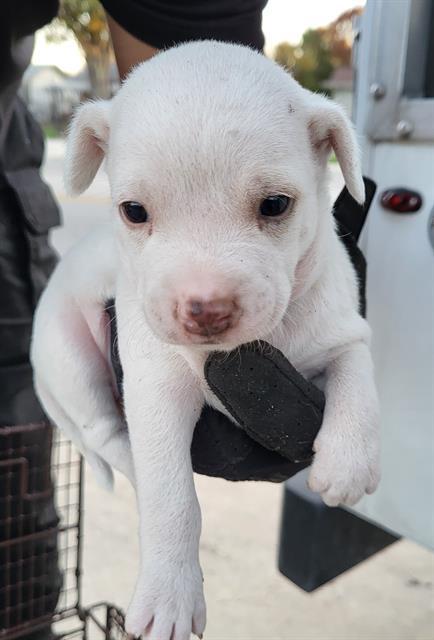 CASPER