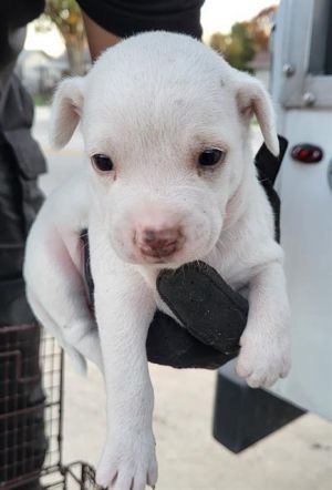 CASPER, Young Male unknown