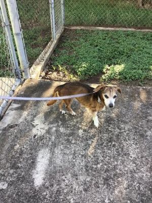 CHICA, Senior Female unknown