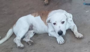 CHINO, Young Male unknown