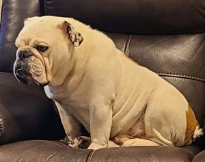 BIGGIE, Senior Male unknown