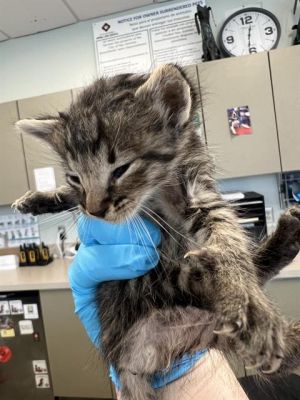 TINY TIM, Baby Male unknown
