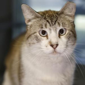 LOUIE, Adult Male unknown