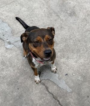 REESES, Adult Female unknown