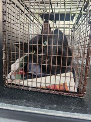BLACKIE, Senior Male unknown