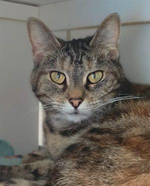 PENNY, Adult Female unknown