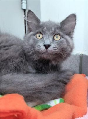 COCOA PUFF, Baby Male unknown