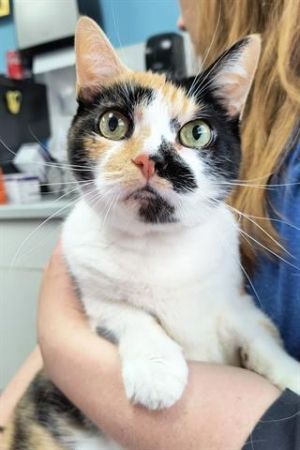 EEVEE, Adult Female unknown