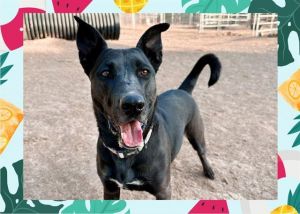 Hey Im Letty I came to HSVC from a busy SoCal shelter and Im so excited to find my forever