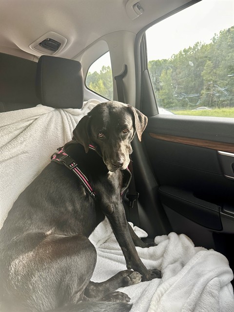 STELLA