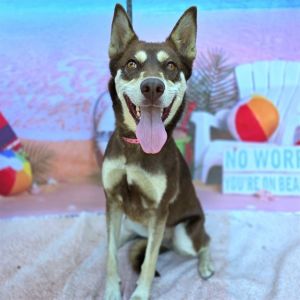 I WAS FOUND AT 1100 BLK E PACIFIC COAST HWY LONG BEACH CA 90806 IN LONG BEACHMy