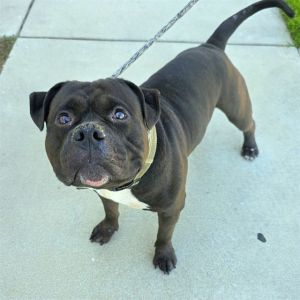 I WAS FOUND AT 2900 BLOCK E COOLIDGE ST LONG BEACH CA IN LONG BEACHMy adoption