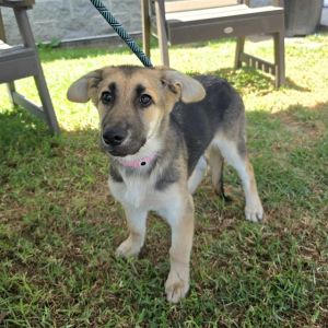 MIRANDA German Shepherd Dog Dog