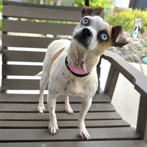 MADAME ZERONI Chihuahua Dog