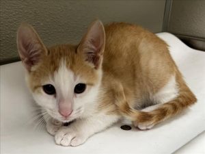 PONCHO, Baby Male unknown