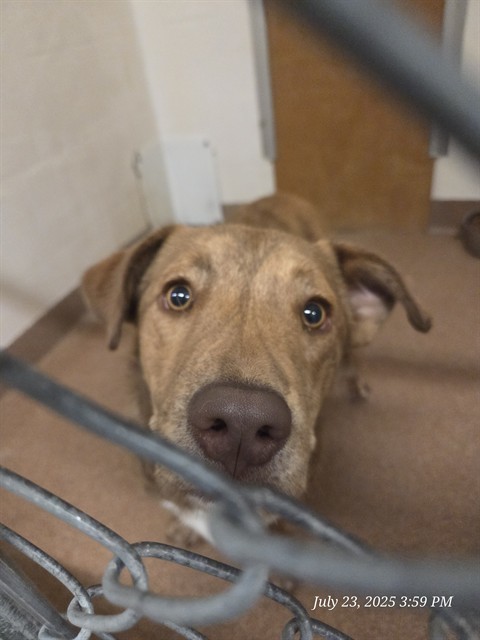 NOODLE, an adoptable Pit Bull Terrier, Mixed Breed in Casper, WY, 82601 | Photo Image 1