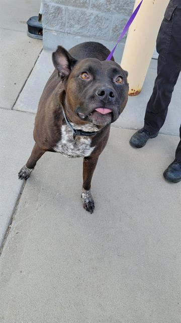GUNNER, an adoptable Pit Bull Terrier, Mixed Breed in Casper, WY, 82601 | Photo Image 1