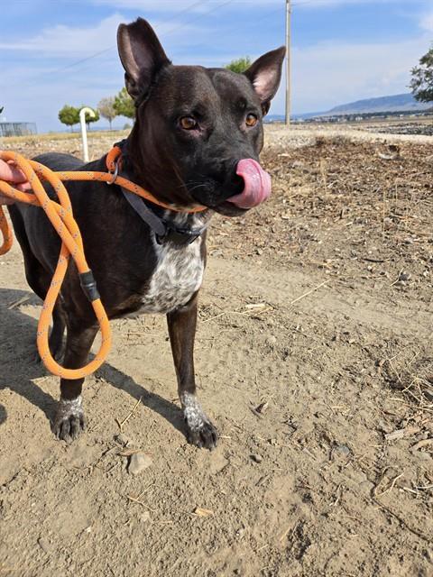 GUNNER, an adoptable Staffordshire Bull Terrier, Australian Cattle Dog / Blue Heeler in Casper, WY, 82601 | Photo Image 1