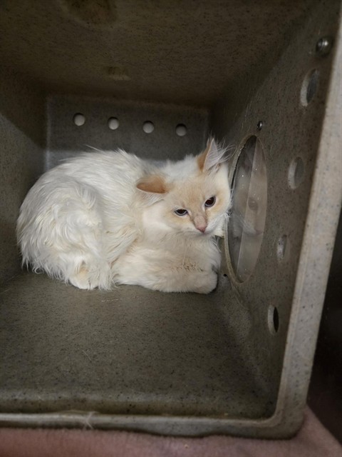 WILLOW, an adoptable Domestic Medium Hair in Casper, WY, 82601 | Photo Image 1