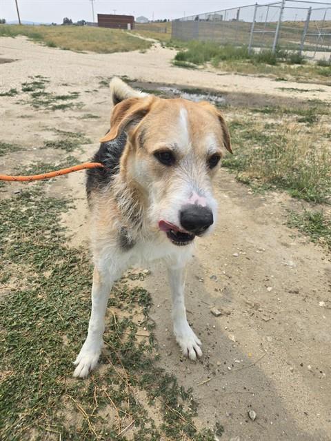 PATTINGTON, an adoptable Airedale Terrier, Mixed Breed in Casper, WY, 82601 | Photo Image 1