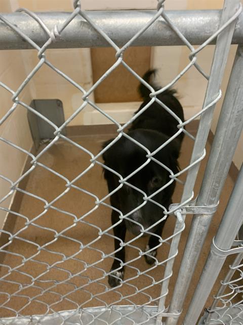 SPUD, an adoptable Border Collie in Casper, WY, 82601 | Photo Image 1
