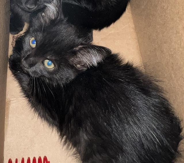 SHADOW, an adoptable Domestic Medium Hair in Casper, WY, 82601 | Photo Image 1