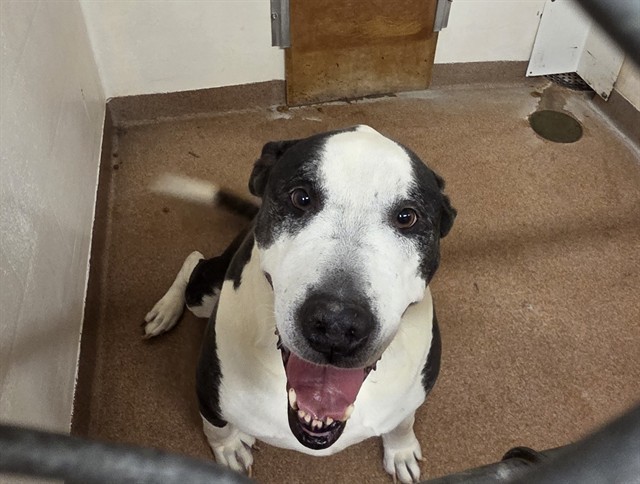 ZO, an adoptable Pit Bull Terrier in Casper, WY, 82601 | Photo Image 1