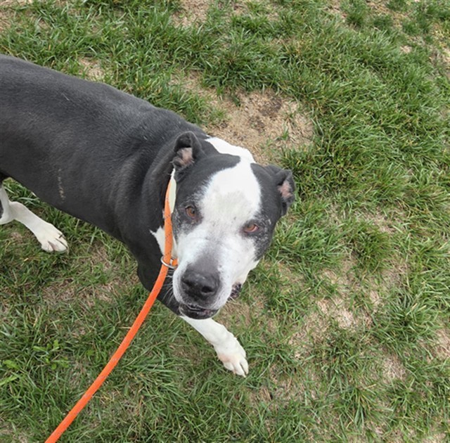 ZO, an adoptable Pit Bull Terrier in Casper, WY, 82601 | Photo Image 1