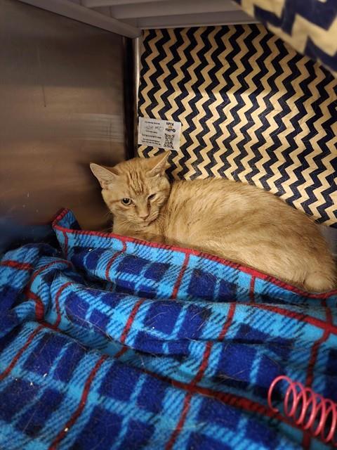 AMBER, an adoptable Domestic Short Hair in Casper, WY, 82601 | Photo Image 1