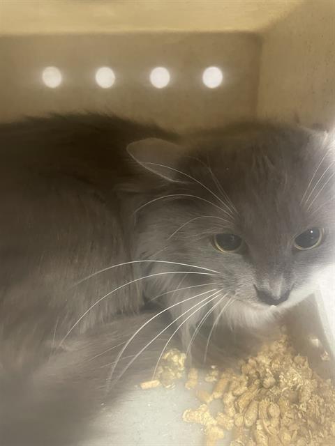 SATIN, an adoptable Domestic Long Hair in Casper, WY, 82601 | Photo Image 1