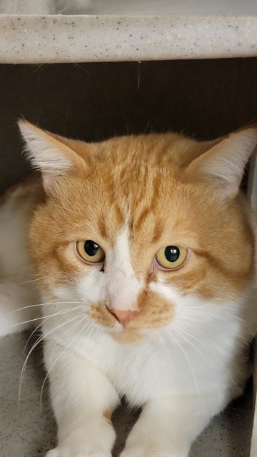 SUNNY, an adoptable Domestic Short Hair in Casper, WY, 82601 | Photo Image 1